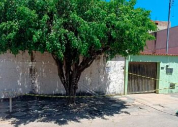 Marimbondos atacam idosos e crianças em Montes Claros