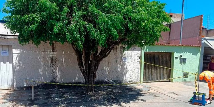 Marimbondos atacam idosos e crianças em Montes Claros