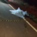 Ciclista morre atropelado na LMG-740 e motorista foge sem prestar socorro em Lagoa Grande