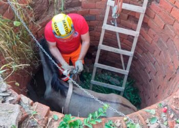 Égua é resgatada após ser encontrada no fundo do poço de uma casa em São Francisco