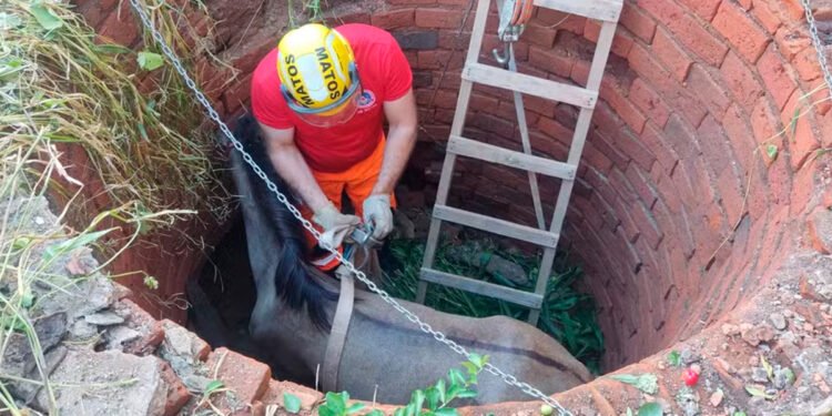 Égua é resgatada após ser encontrada no fundo do poço de uma casa em São Francisco