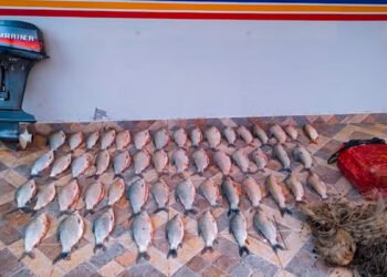 Pescador é preso com 40 quilos de peixes durante a piracema no Rio São Francisco, em São Gonçalo do Abaeté