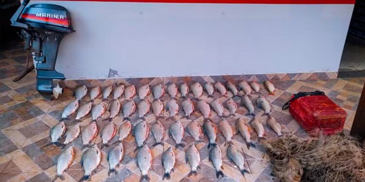 Pescador é preso com 40 quilos de peixes durante a piracema no Rio São Francisco, em São Gonçalo do Abaeté