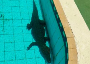 Jacaré é encontrado dentro de piscina de clube de São Francisco