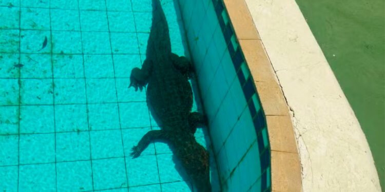 Jacaré é encontrado dentro de piscina de clube de São Francisco