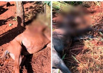 Dois potros e um cachorro morrem após ataque de cães das raças pitbull e rottweiler