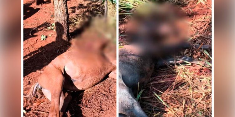 Dois potros e um cachorro morrem após ataque de cães das raças pitbull e rottweiler