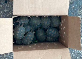 Polícia encontra 19 jabutis sendo transportados amontoados em caixas dentro de carro na BR-251, em MG