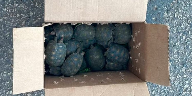 Polícia encontra 19 jabutis sendo transportados amontoados em caixas dentro de carro na BR-251, em MG