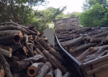 PRF encontra caminhão com 17m³ de madeira ilegal atolado às margens da BR-251, em Salinas