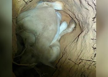 Boi de cerca de 120 kg cai em buraco e é resgatado pelo Corpo de Bombeiros, em Francisco Sá