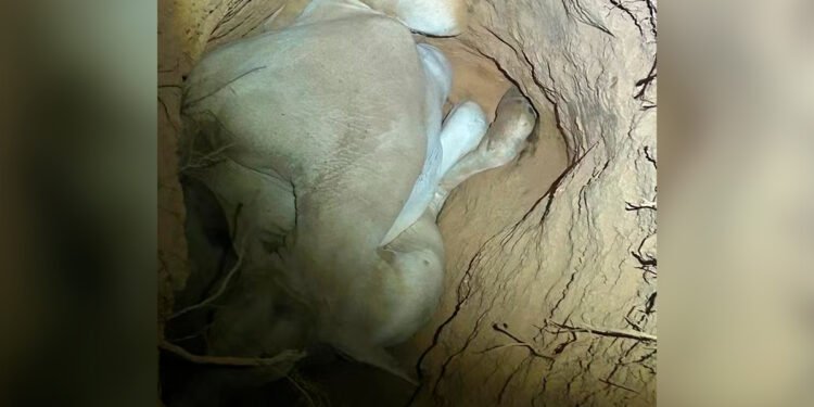 Boi de cerca de 120 kg cai em buraco e é resgatado pelo Corpo de Bombeiros, em Francisco Sá