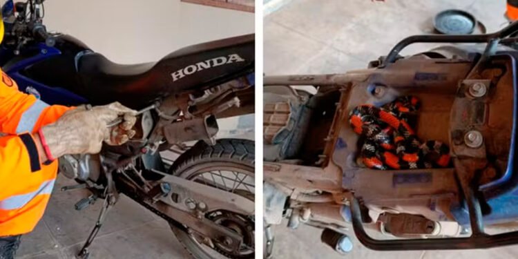 Cobra-coral que subiu em moto é encontrada escondida embaixo de banco