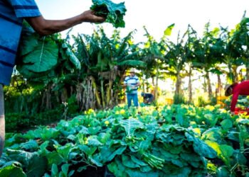 Cooperativa AgroFamiliarBR fortalece a agricultura familiar e expande atuação pelo Brasil