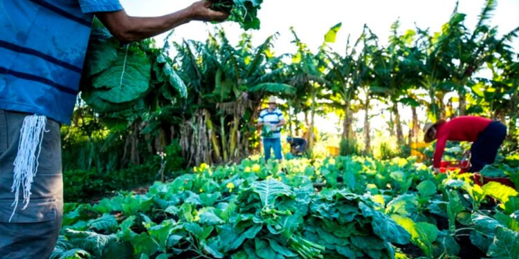 Cooperativa AgroFamiliarBR fortalece a agricultura familiar e expande atuação pelo Brasil