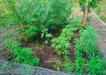 Plantação de maconha é encontrada em Salinas após PM ter informações de que homem cultivava os pés nos fundos de casa