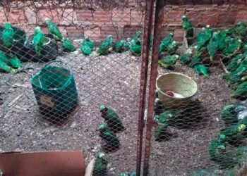 Traficante de animais é condenado a pagar R$ 3 milhões para compensar danos ambientais por manter 200 aves em cativeiro