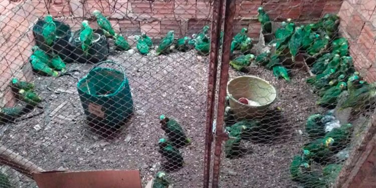 Traficante de animais é condenado a pagar R$ 3 milhões para compensar danos ambientais por manter 200 aves em cativeiro