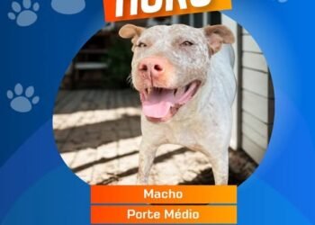 Campanha de Adoção Responsável incentiva novos lares para cães e gatos em Itaúna