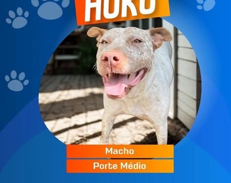 Campanha de Adoção Responsável incentiva novos lares para cães e gatos em Itaúna